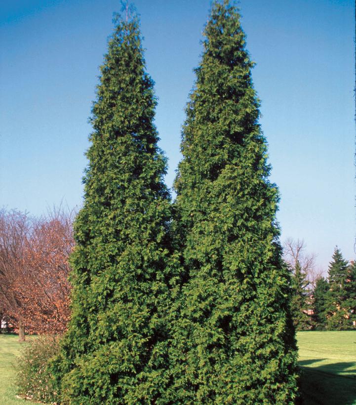 Thuja plicata Spring Grove®