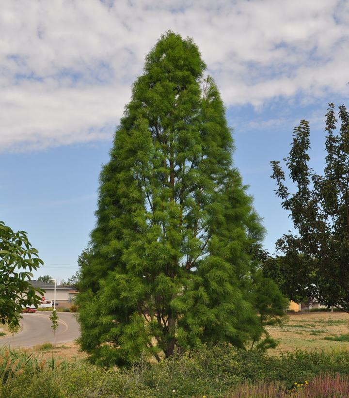 Taxodium distichum Shawnee Brave