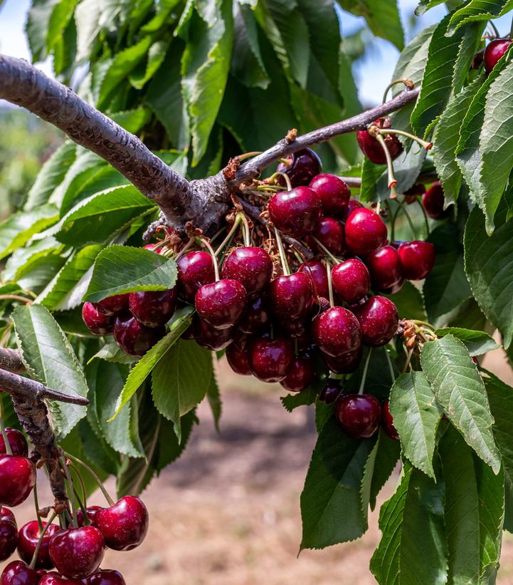 Prunus avium 'Chelan'