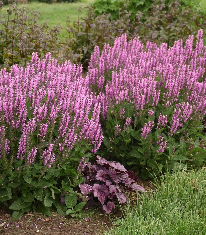 Salvia Color Spires® 'Back to the Fuchsia'