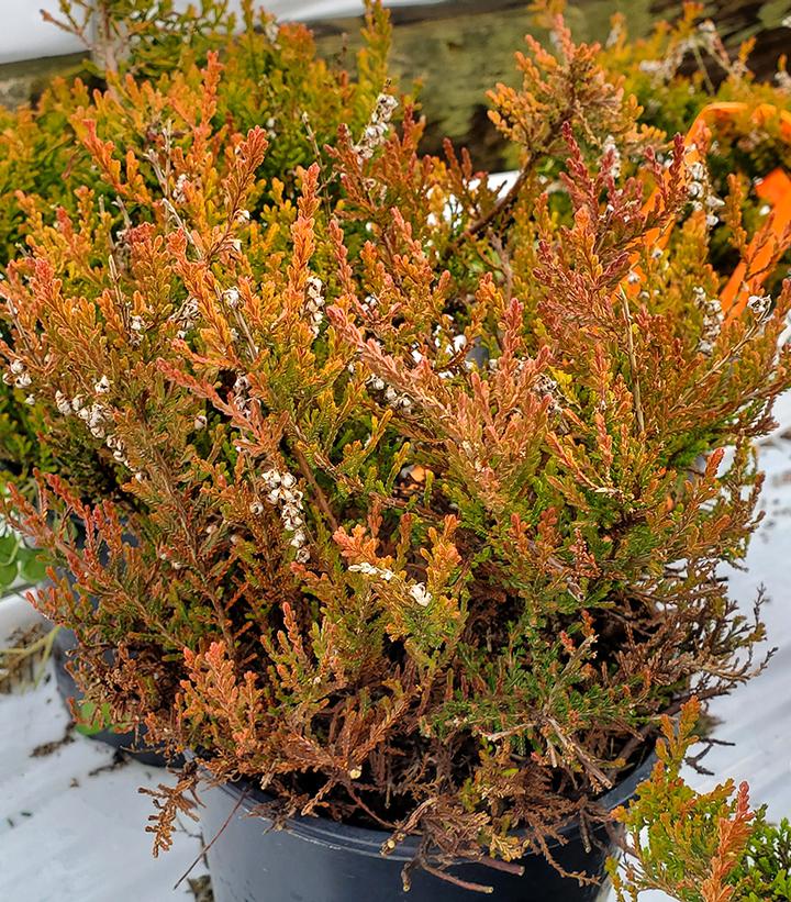 Calluna vulgaris 'Red Haze'