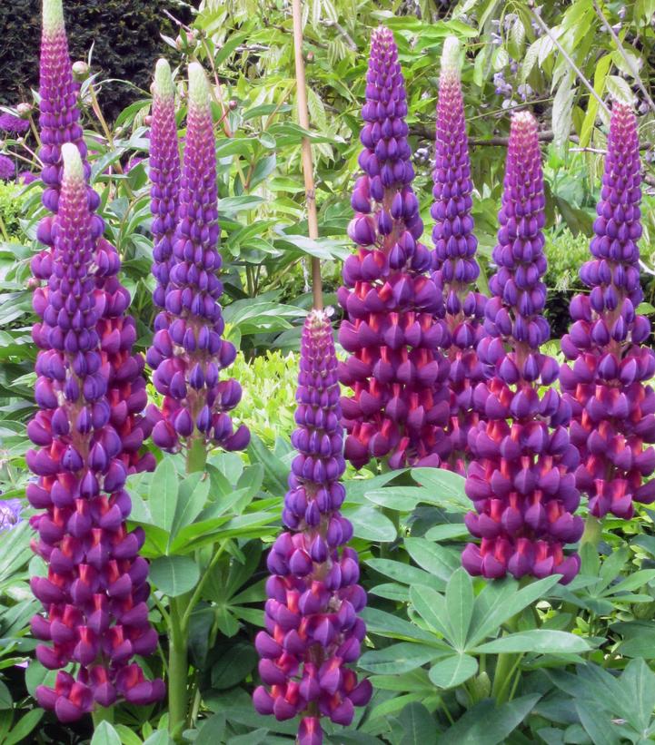 Lupinus polyphyllus Westcountry™ 'Masterpiece'