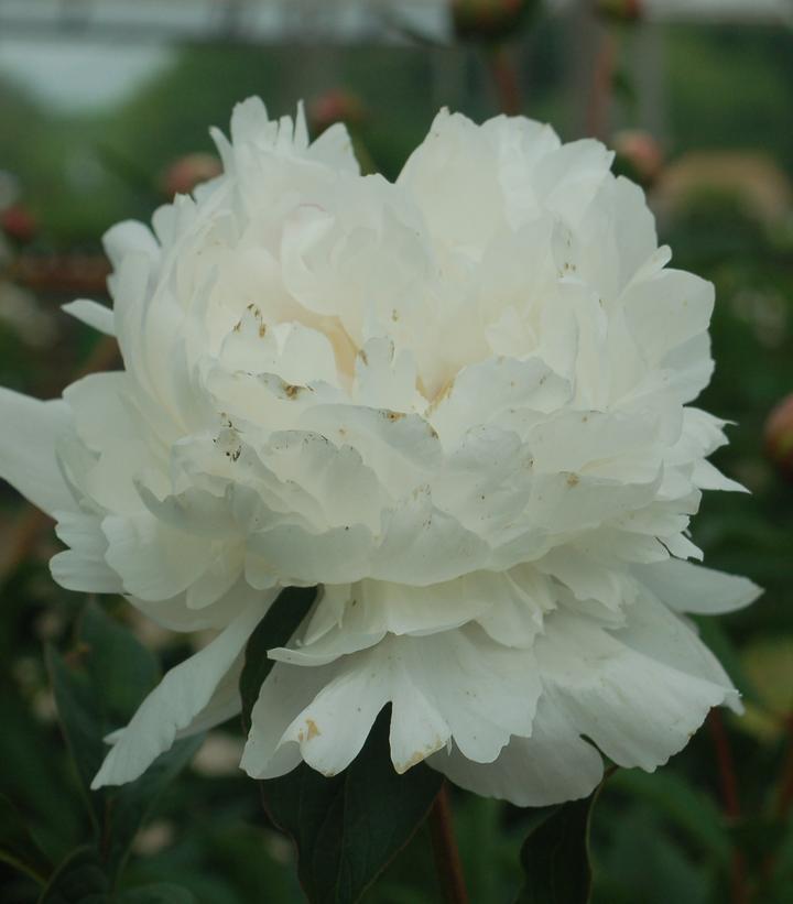 Paeonia Festiva Maxima