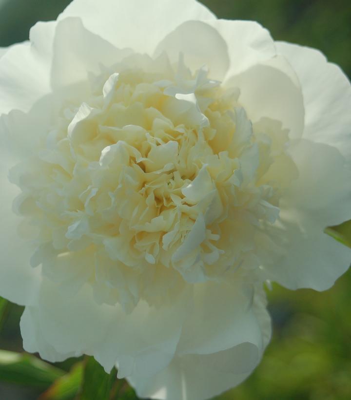 Paeonia Duchesse De Nemours