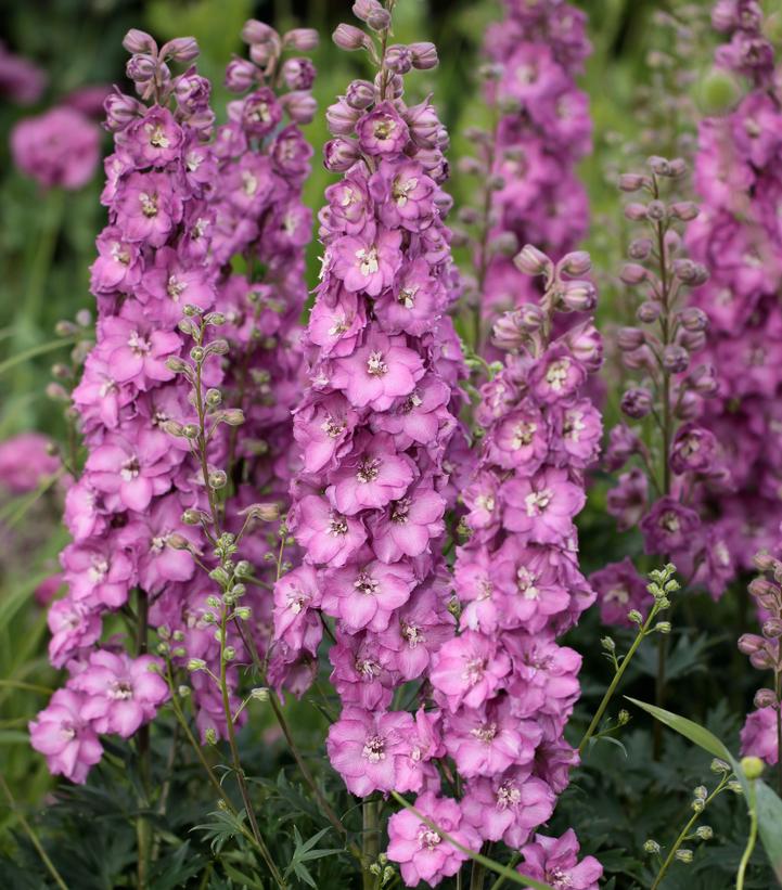 Delphinium Delgenius® 'Chantay'