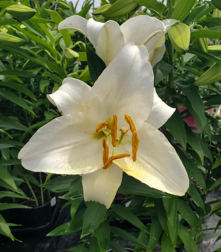 Lilium orientale 'Casa Blanca'