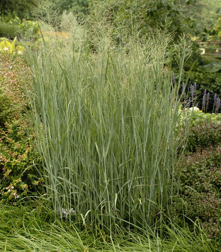 Panicum virgatum Heavy Metal