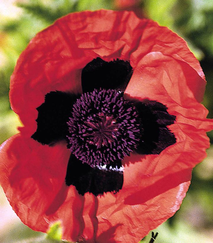 Papaver orientale Brilliant