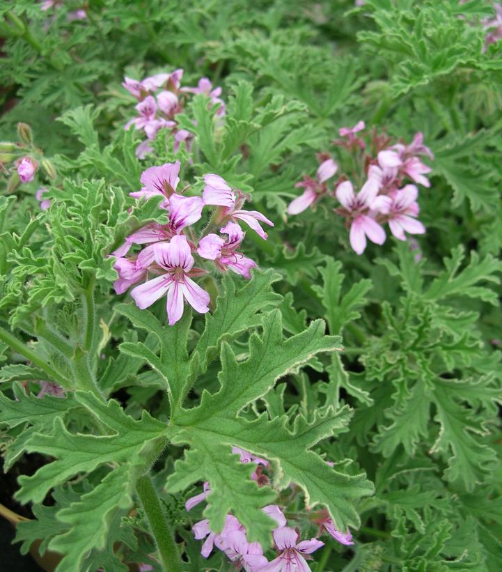 Pelargonium citrosa 