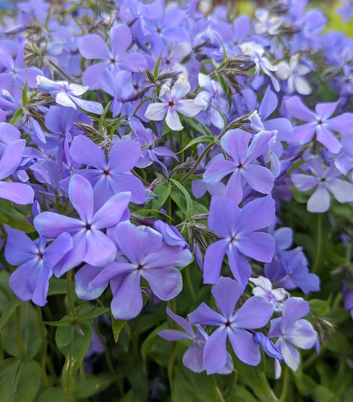 Phlox divaricata 'Blue Moon'