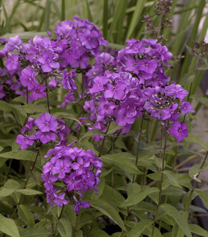 Phlox paniculata Blue Paradise