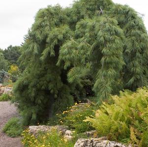 Pinus strobus 'Pendula'