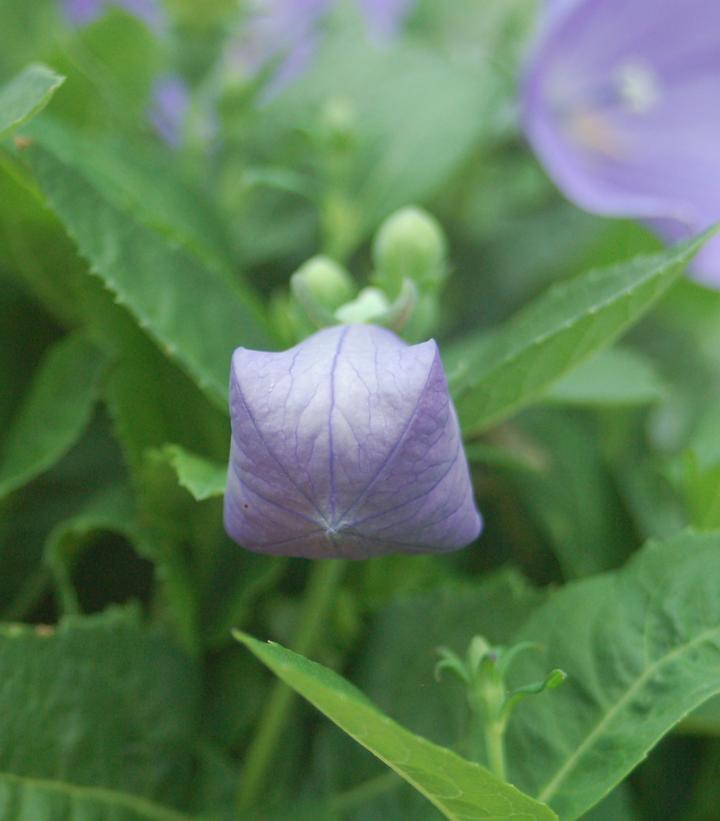 Platycodon grand. Sentimental Blue