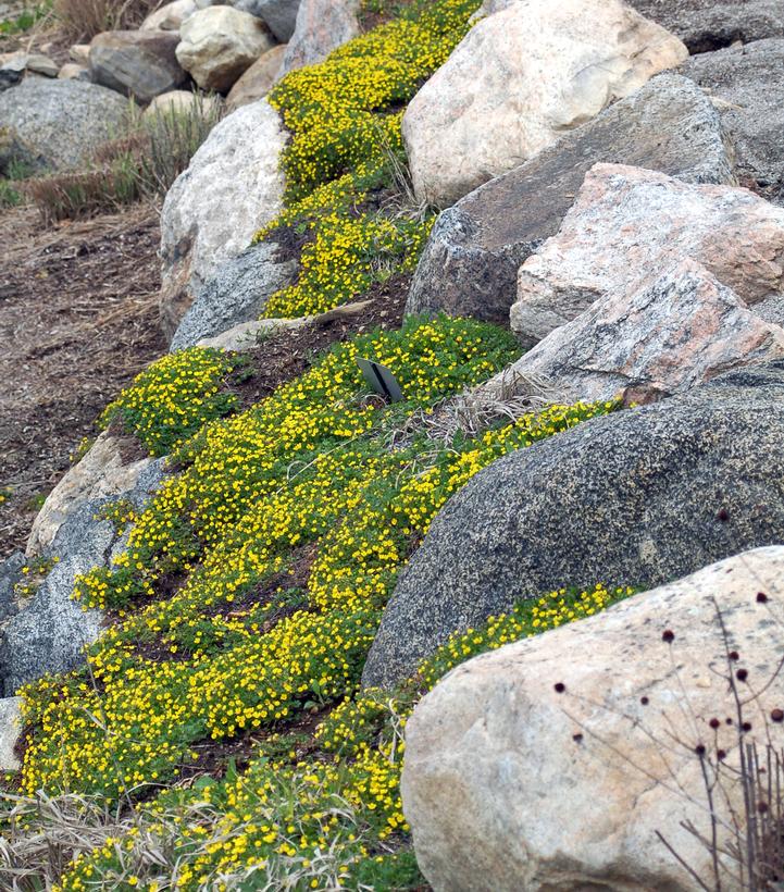 Potentilla verna Nana