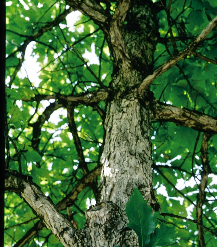 Quercus bicolor 