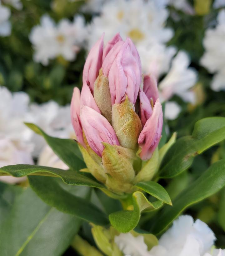 Rhododendron cat. Cunningham's White