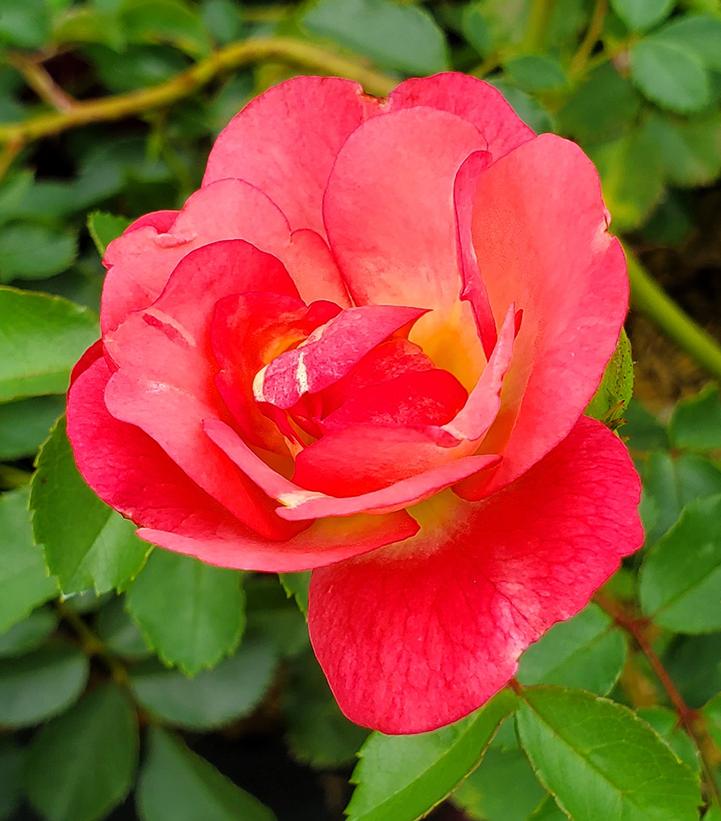 Rosa Easy Elegance® Sunrise Sunset