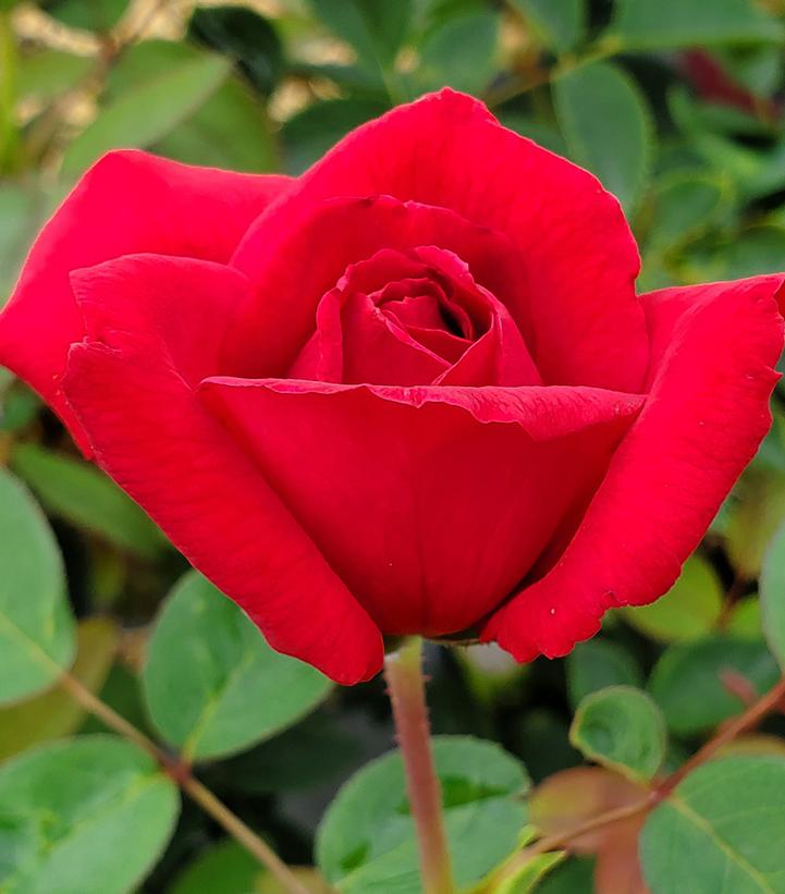 Rosa Kashmir