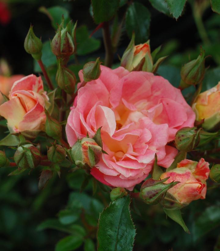 Rosa Peach Drift®