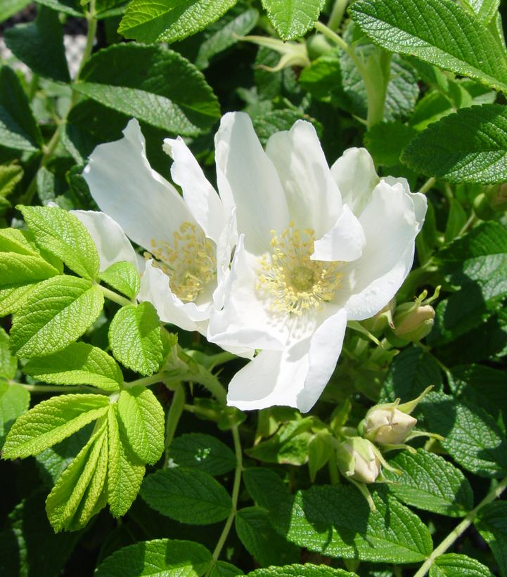 Rosa rugosa Alba