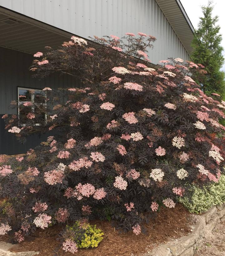 Sambucus nigra Black Lace®