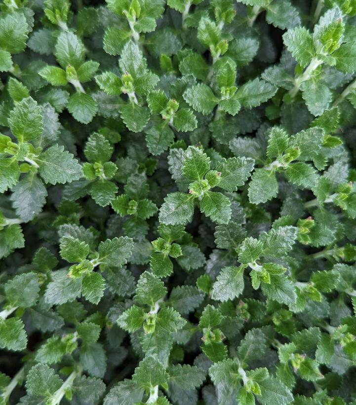 Teucrium chamaedrys 