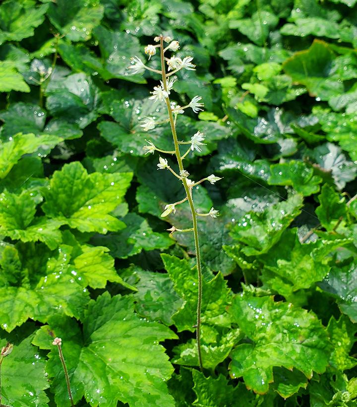 Tiarella cordifolia 
