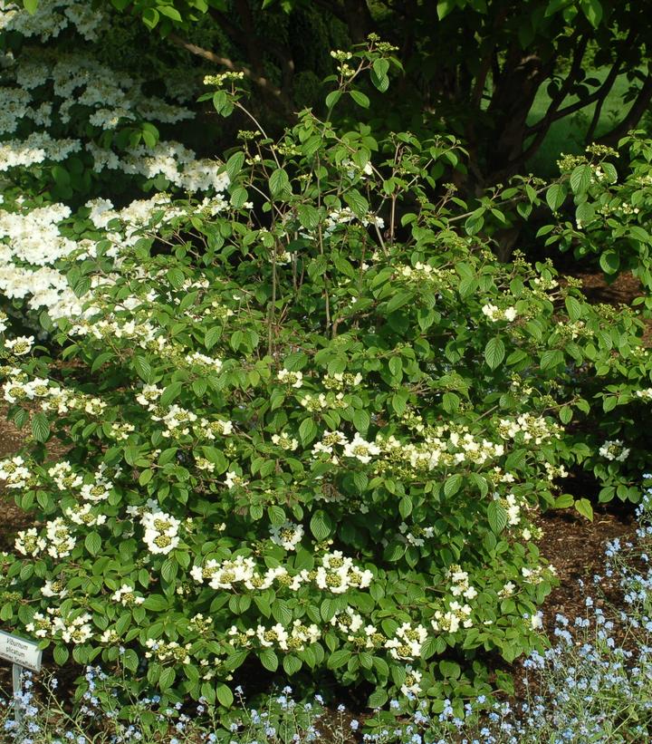 Viburnum p. t. Summer Snowflake