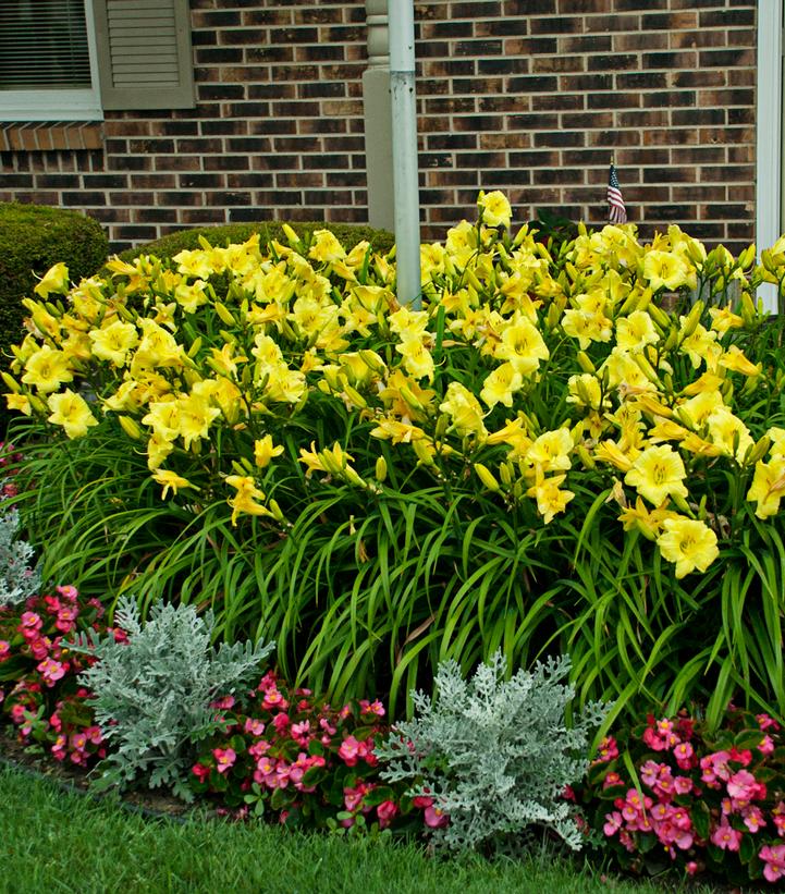 Hemerocallis Rainbow Rhythm® Rainbow Rhythm® Going Bananas