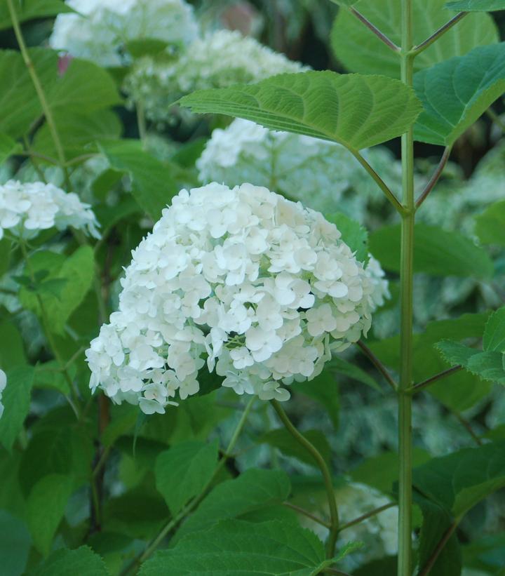 Hydrangea arborescens Incrediball® Incrediball®