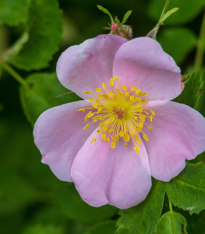 Rosa palustris 