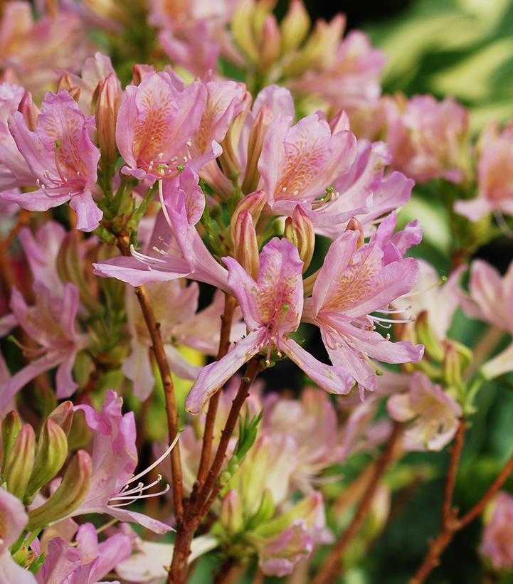 Azalea Northern Lights Orchid Lights