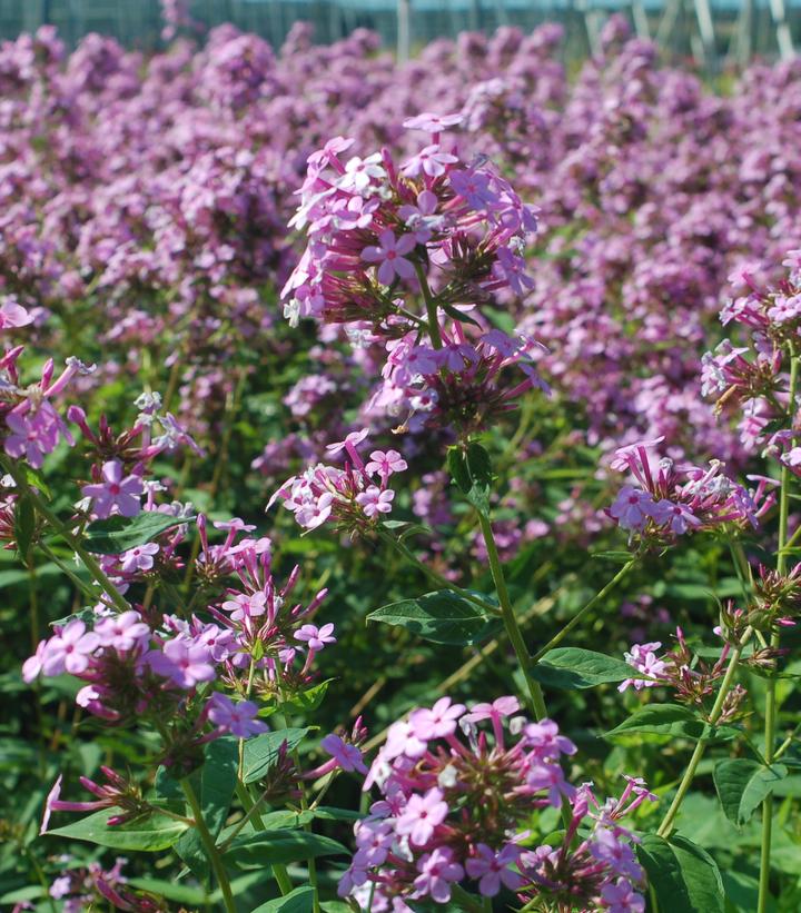 Phlox paniculata 'Jeana'