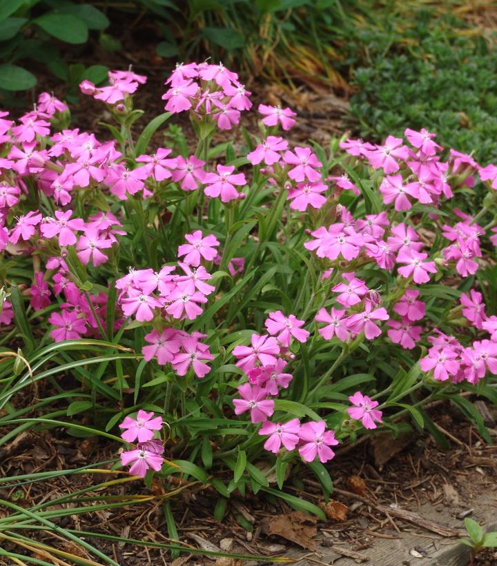 Silene caroliniana Short and Sweet