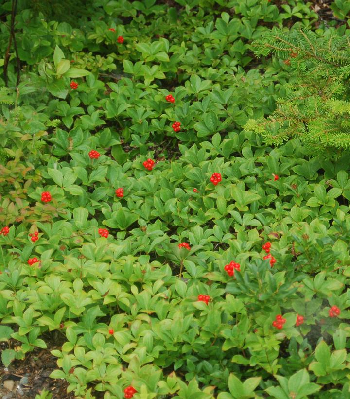 Cornus canadensis 