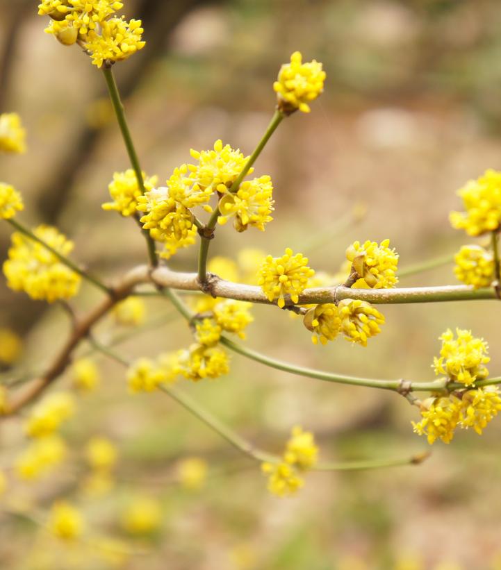 Lindera benzoin 