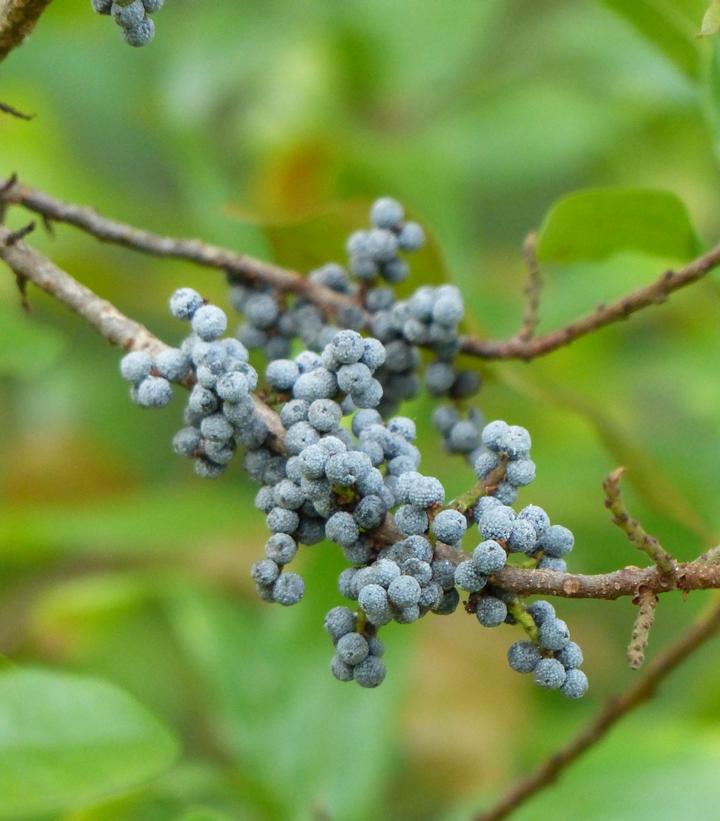 Myrica gale 