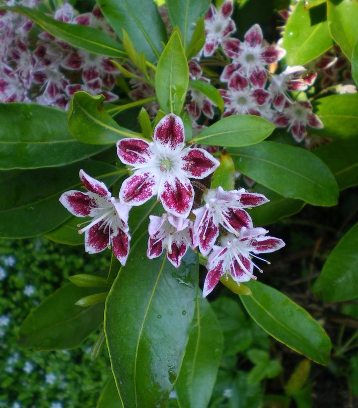 Kalmia lat. Galaxy