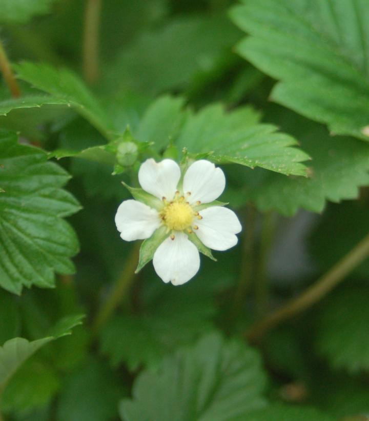 Fragaria vesca 'Alexandria'