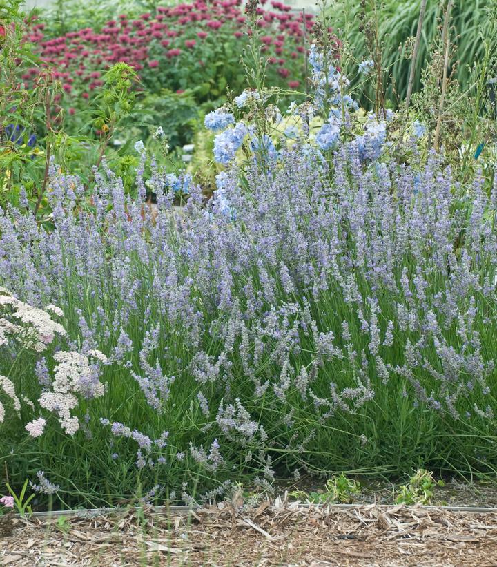 Lavandula X intermedia Provence