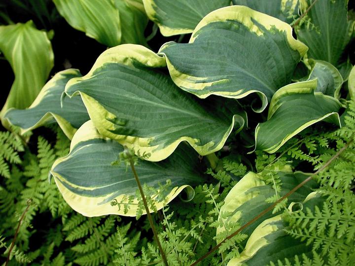 Hosta hybrid Shadowland® Shadowland® Wheee!