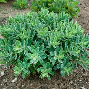 Sedum hybrid Rock 'N Round® Pure Joy