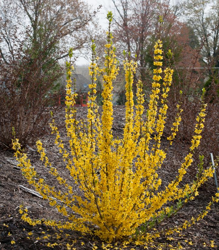 Forsythia X Show Off® Starlet