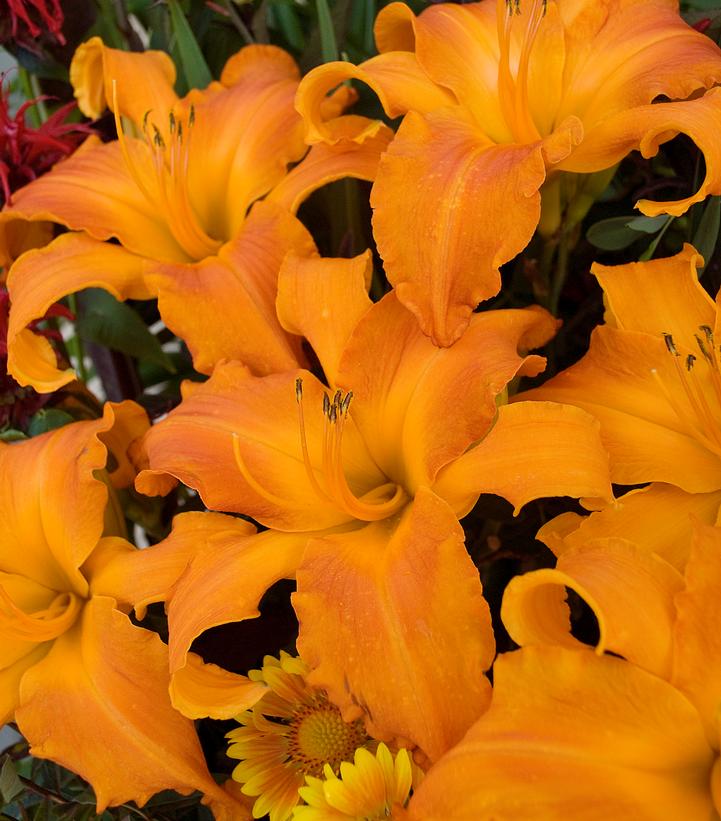 Hemerocallis Rainbow Rhythm® Rainbow Rhythm® Primal Scream