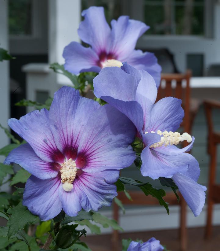 Hibiscus syriacus Azurri Blue Satin®