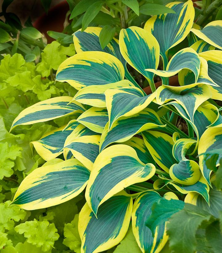 Hosta hybrid Shadowland® Shadowland® Autumn Frost