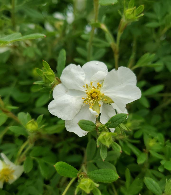 Potentilla fruticosa Happy Face® White