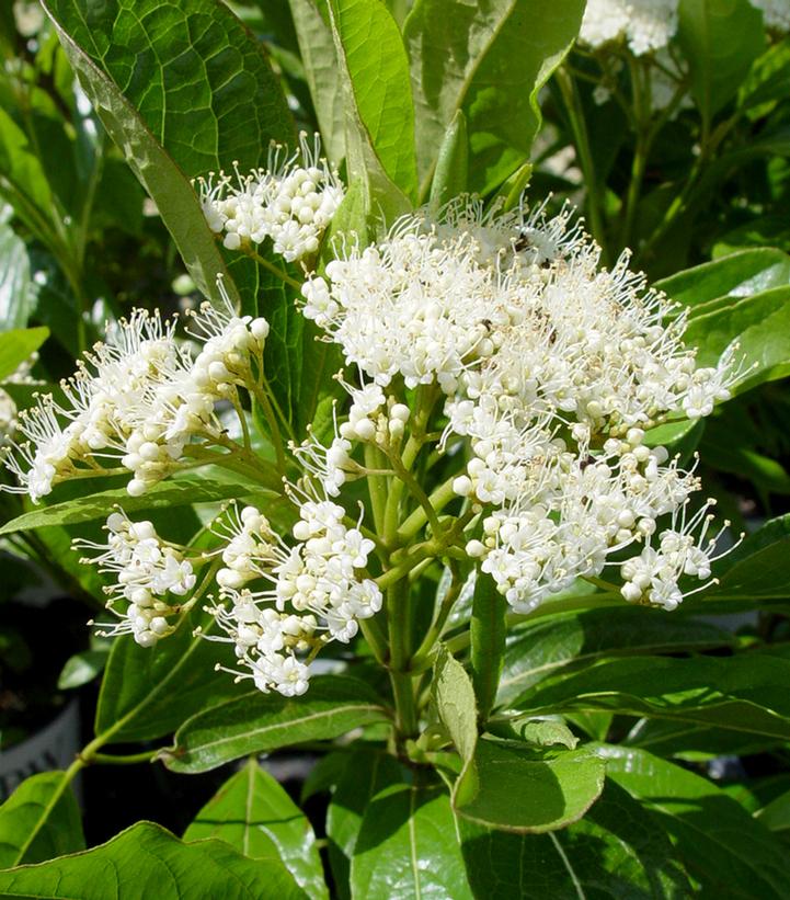 Viburnum nudum Brandywine™