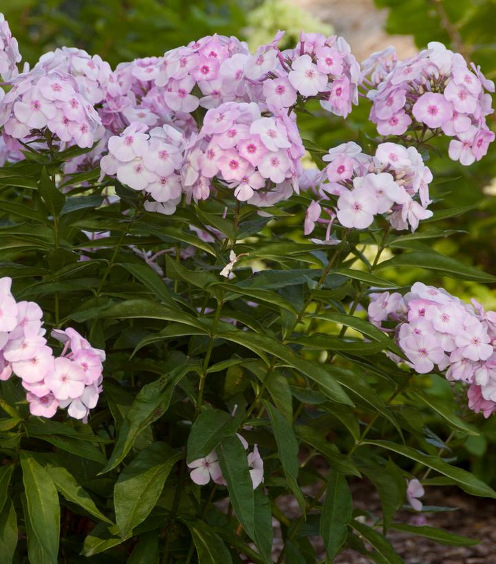 Phlox paniculata Cotton Candy™