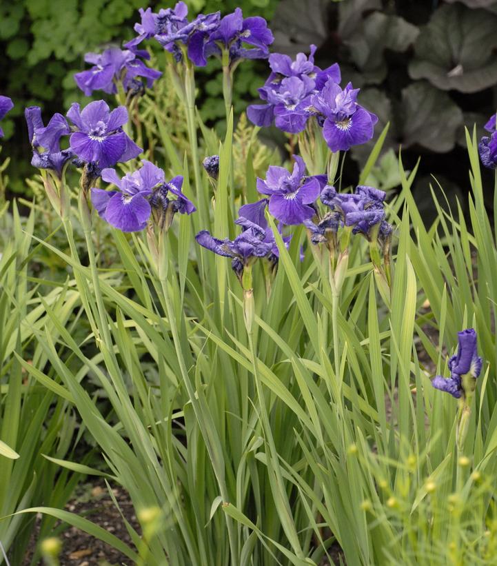 Iris sibirica Ruffled Velvet